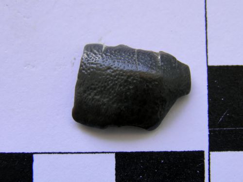 dent d'Asteracanthus sp. 3a