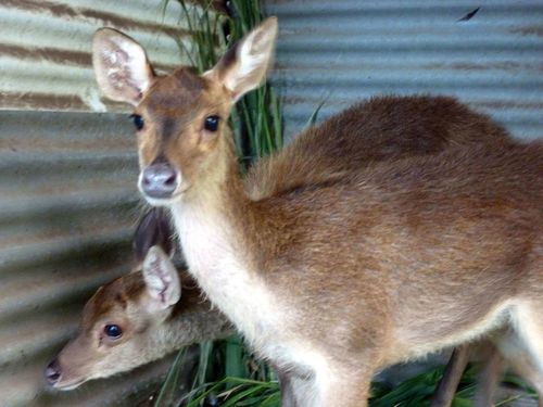 Rencontre sanglier nuit