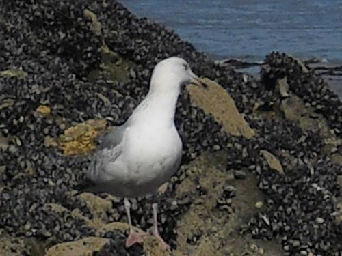 Mouette de près e