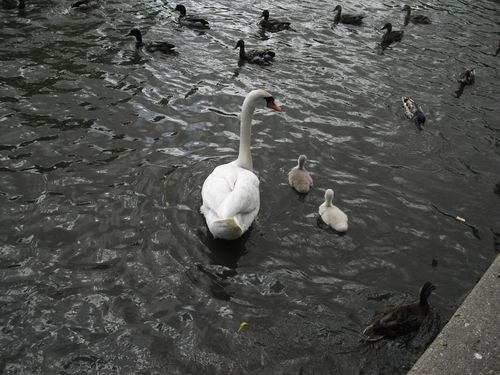 La mère et ses petits cygnes