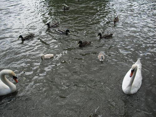 Les parents et les petits cygnes