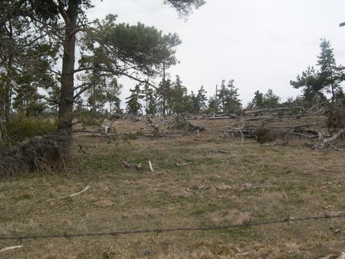 la forêt dévastée