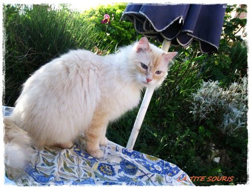 cachou-1.jpg