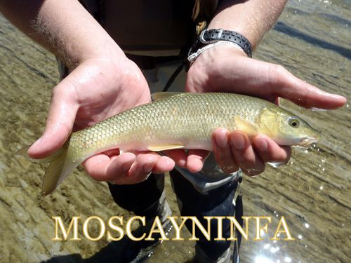 Elbarbo Es Blog Especializado En Pesca A Mosca