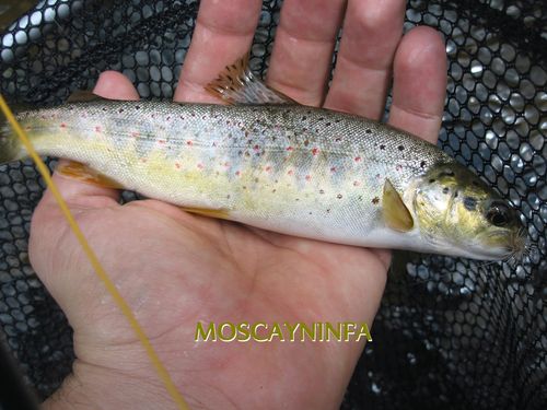 trucha-a-tricopteo.jpg