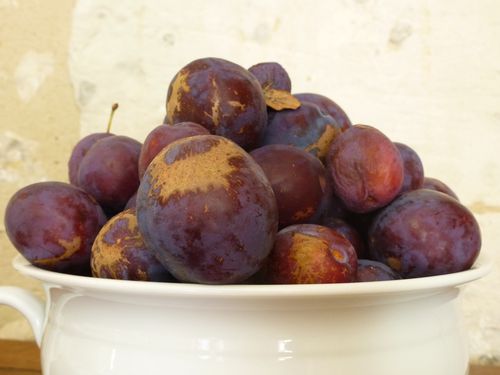 FIGUES (22)