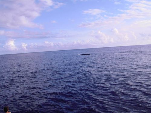 baleine 2