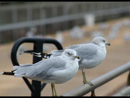 Coucou-Mouettes.jpg