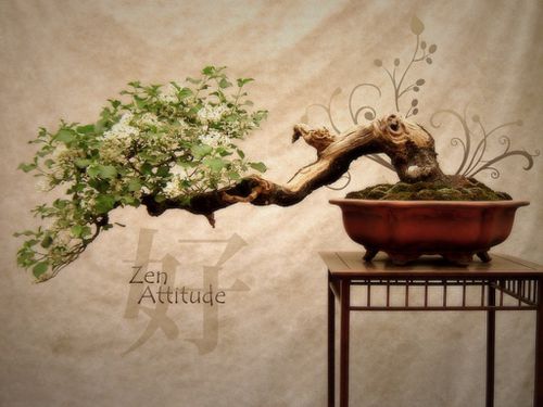 Zen_Attitude_by_pickupjojo-1024x768.jpg