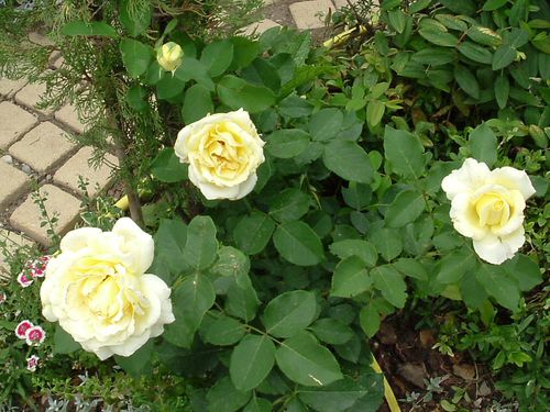 106-La-premiere-annee-le-rosier-Elina-a-eu-4-belles-roses.JPG