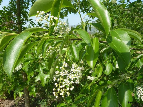 Fleur Prunus Padus 1