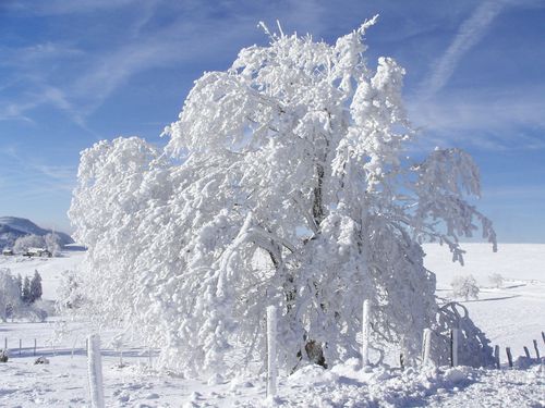 arbre-sous-la-neige.jpg