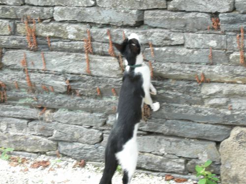 bretagne 2006 (674)