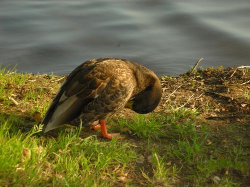 le-bonheur-est-dans-le-lac--19-.JPG
