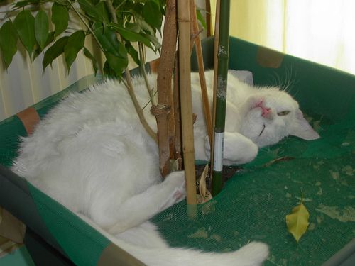 un-apres-midi-de-sieste-001-copie-1.jpg
