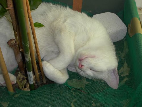 un-apres-midi-de-sieste-002.jpg