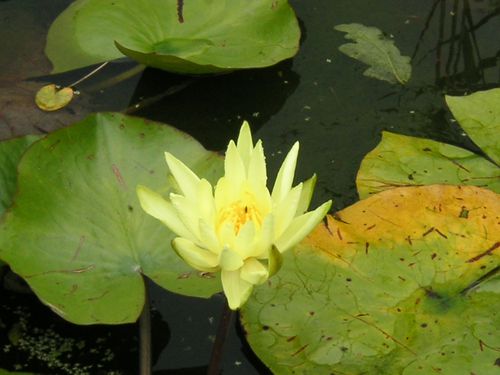 Conservatoire botanique (17)