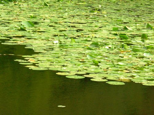 Conservatoire botanique (2)