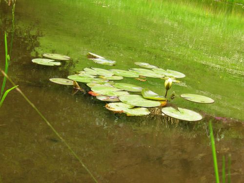 Conservatoire botanique (20)