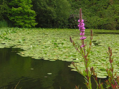 Conservatoire botanique (3)