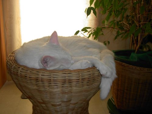 PICT2446.JPG