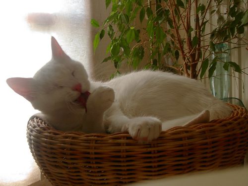 PICT2452
