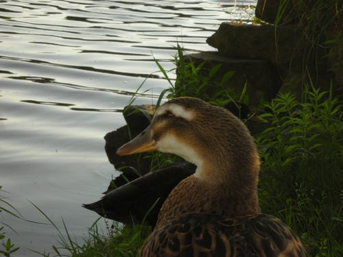 le bonheur est dans le lac (17)