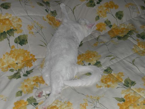 un après midi de sieste 010