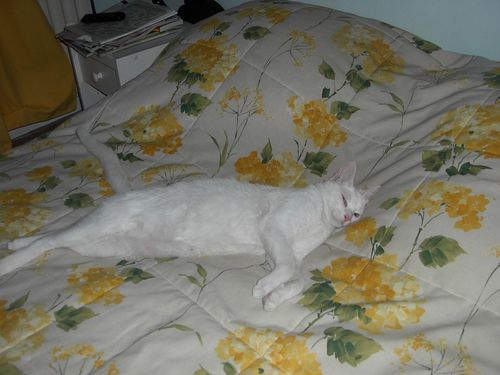 un après midi de sieste 013