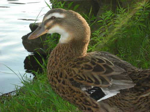 le-bonheur-est-dans-le-lac--22-.JPG