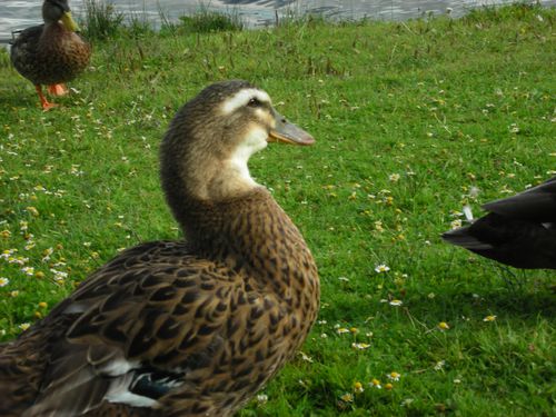 les-canards-de-st-renan--4-.JPG