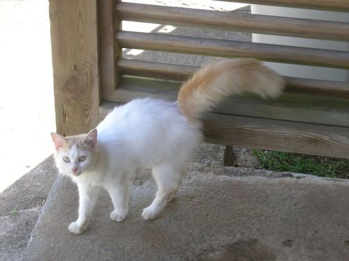 garfield