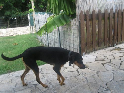 chienne-perdue-st-francois.jpg