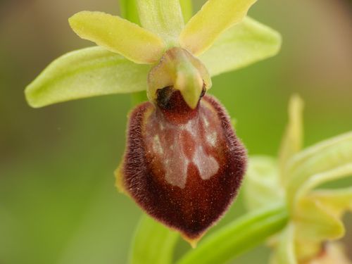 Ophrys-aranifera73.jpg
