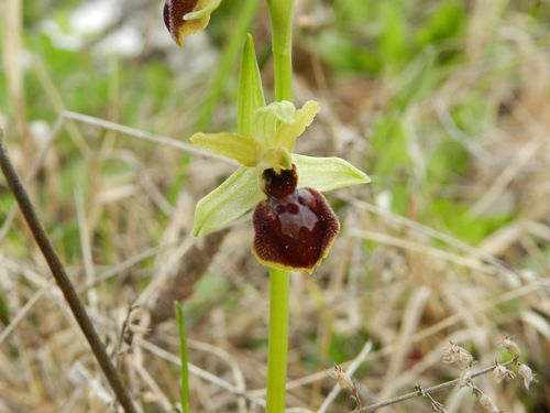 Ophrys-aranifera75.jpg
