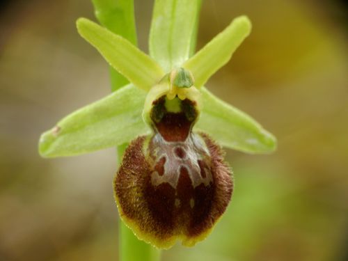 Ophrys-aranifera79.jpg