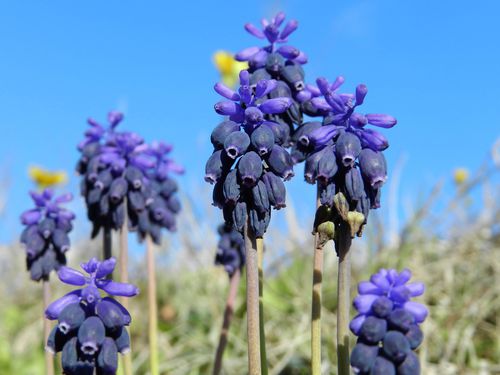 Muscari-a-grappes32.jpg