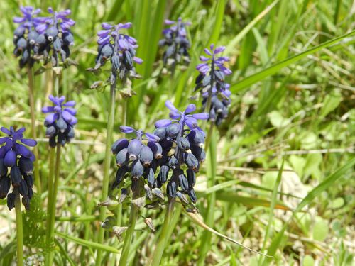 Muscari-a-grappes43.jpg