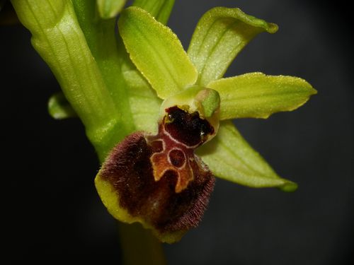 Ophrys-aranifera102.jpg