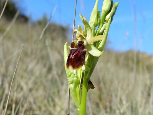 Ophrys-aranifera113.jpg