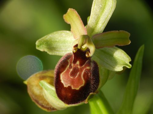 Ophrys aranifera125-copie-1