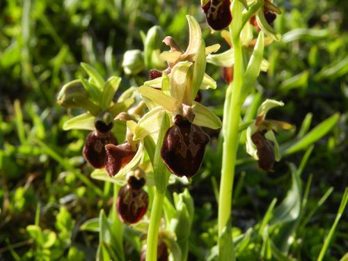 Ophrys-aranifera128.jpg