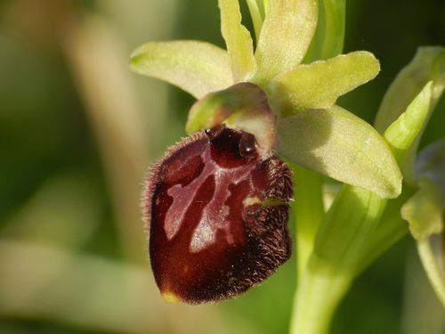 Ophrys-aranifera129.jpg