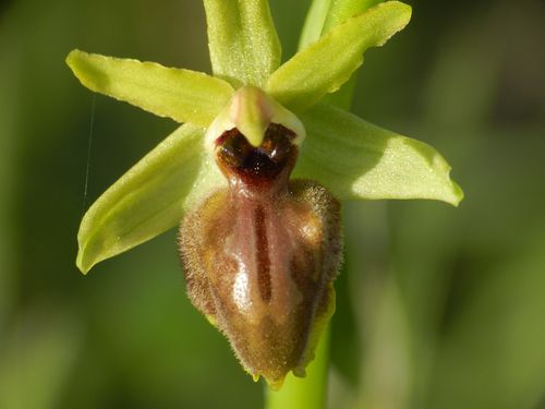 Ophrys-aranifera131.jpg