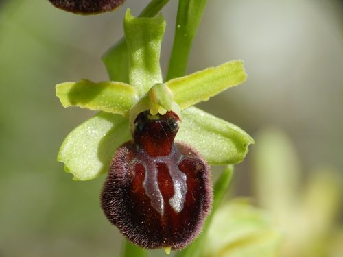 Ophrys-aranifera144.jpg