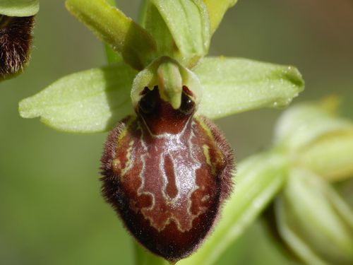 Ophrys-aranifera147.jpg