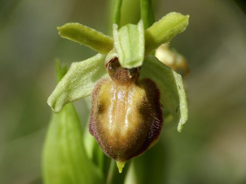 Ophrys-aranifera150.jpg