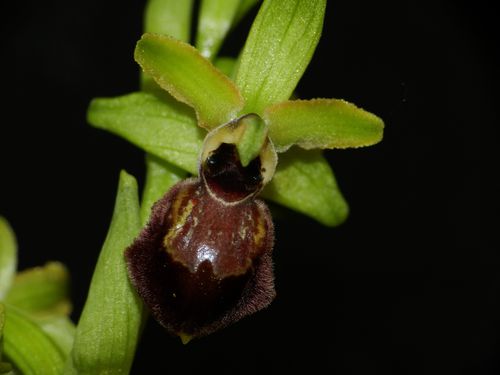 Ophrys-aranifera86.jpg