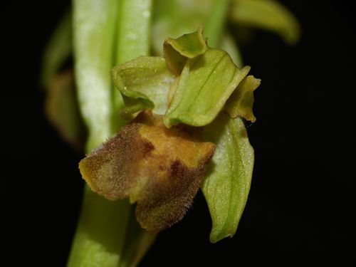 Ophrys-aranifera87.jpg