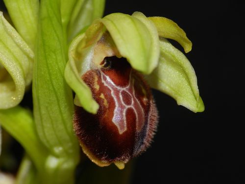 Ophrys-aranifera92.jpg